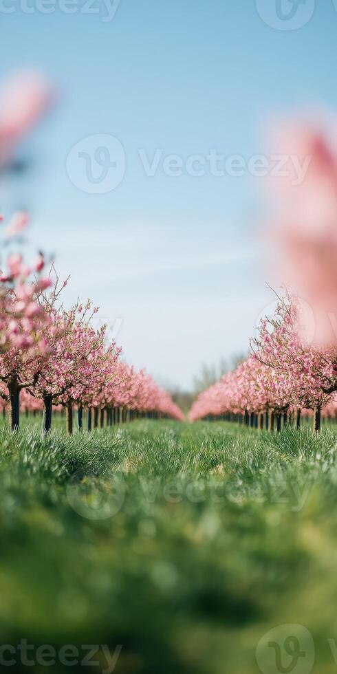 Spring blooms with cherry flowers photo
