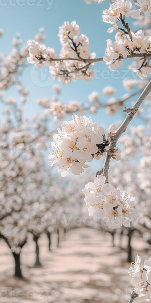 A field of white flowers in an almond orchard photo