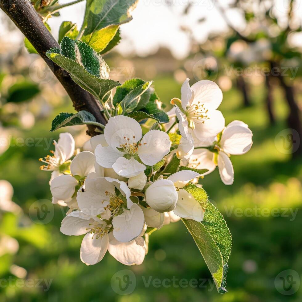 An apple tree with white flowers in the sun photo