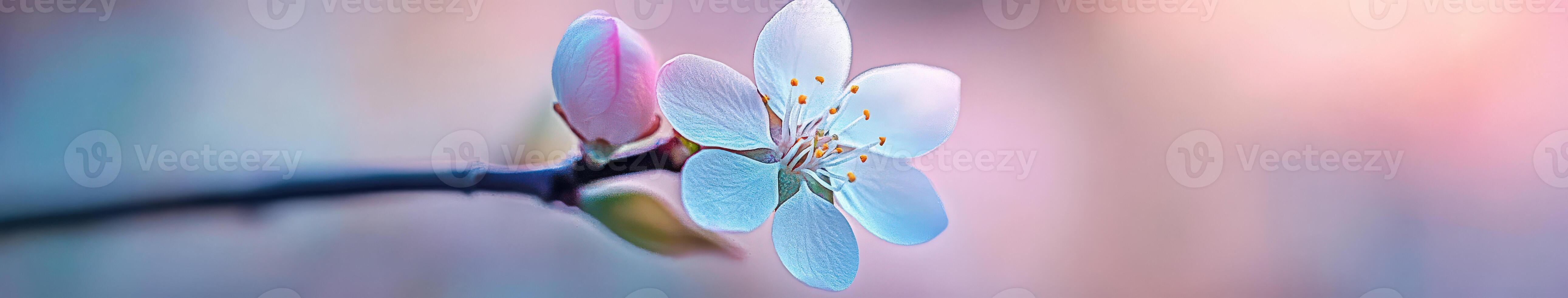 Delicate blossom on a spring branch photo