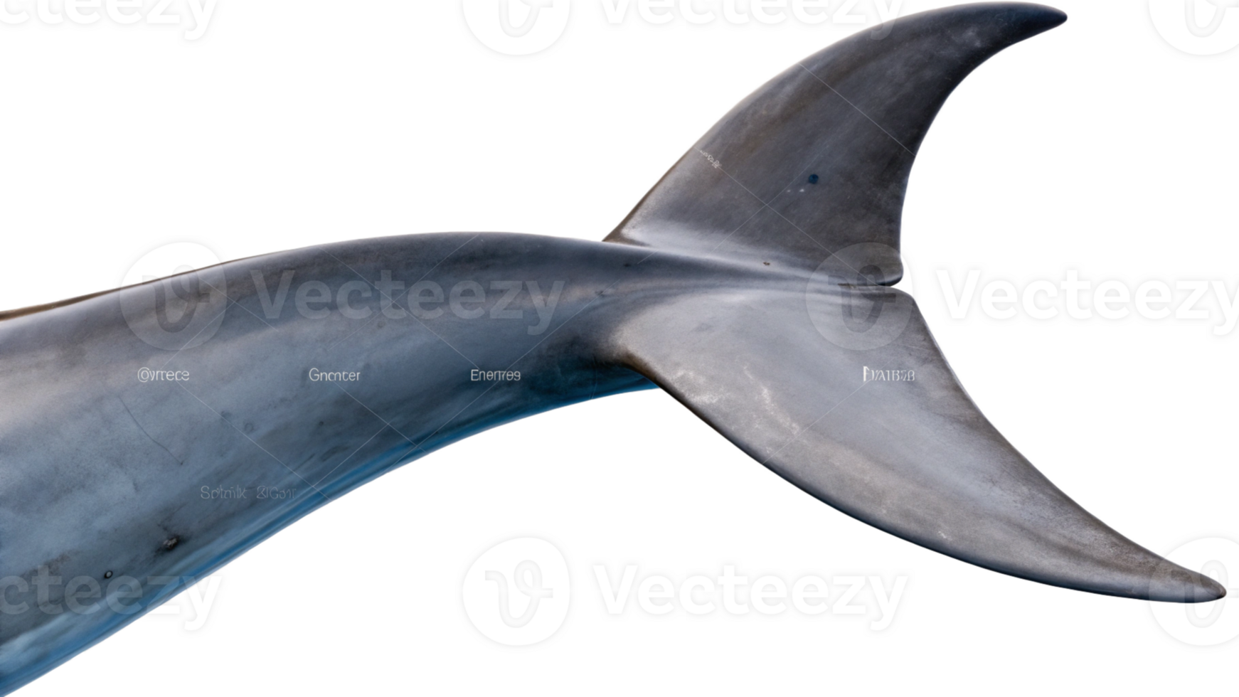 A dolphin's tail is shown in this image png