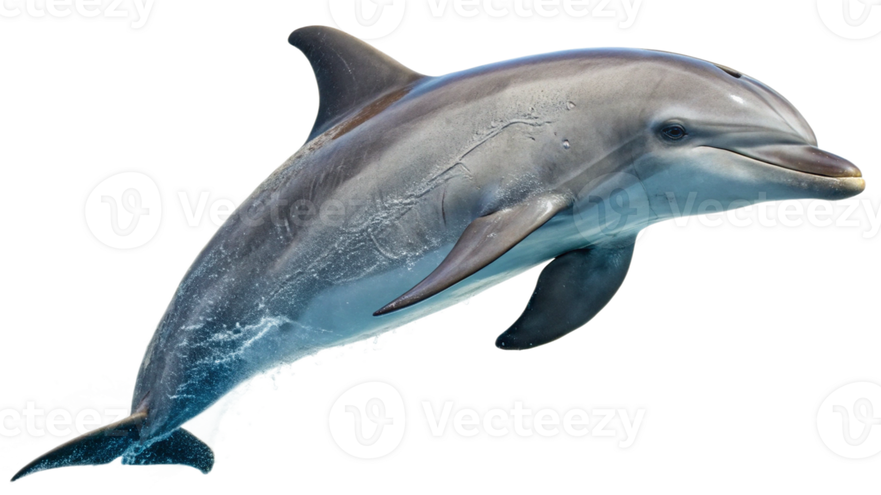 Dolphin jumping in the air with water splashing png