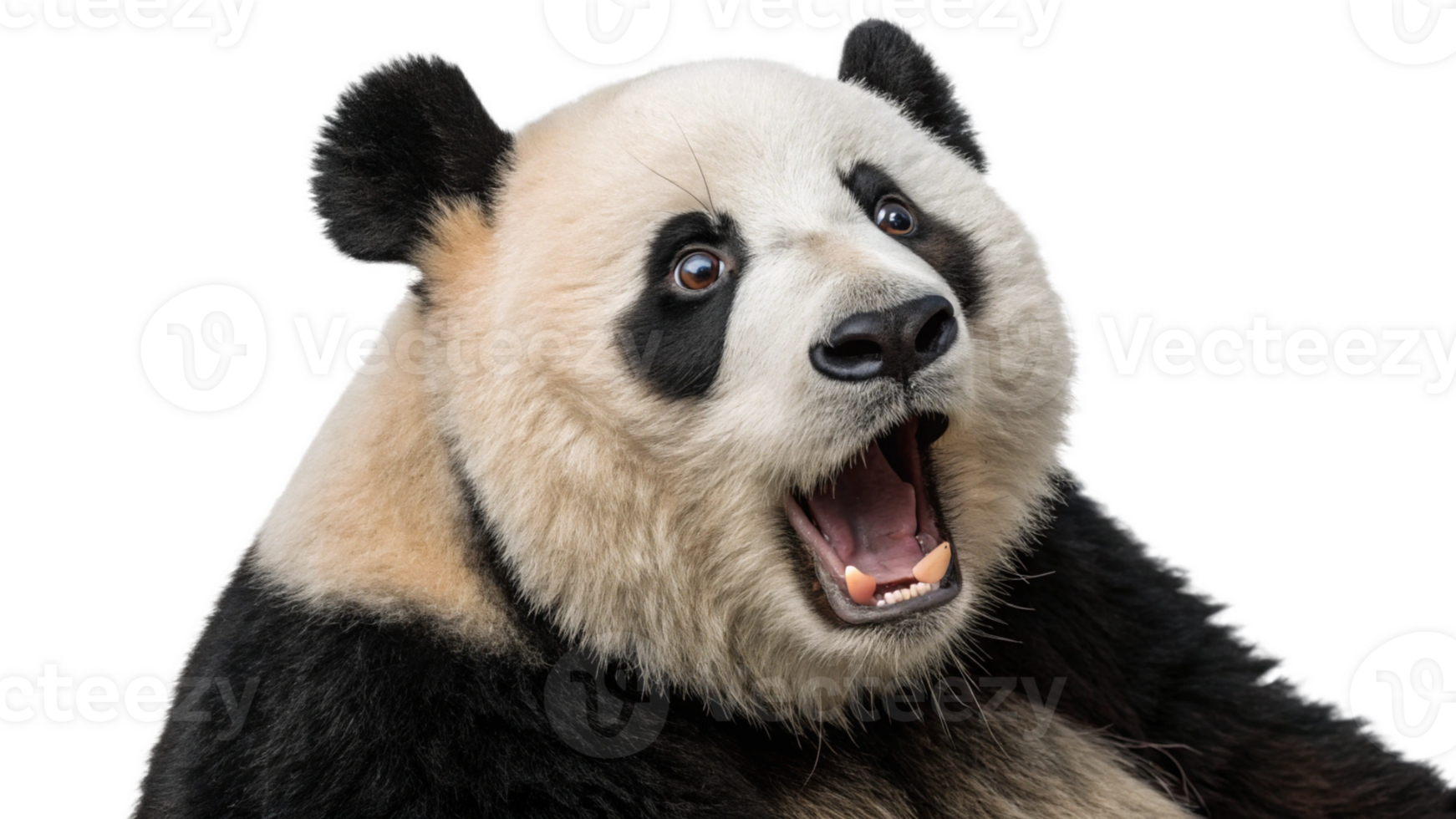 A panda bear with its mouth open png