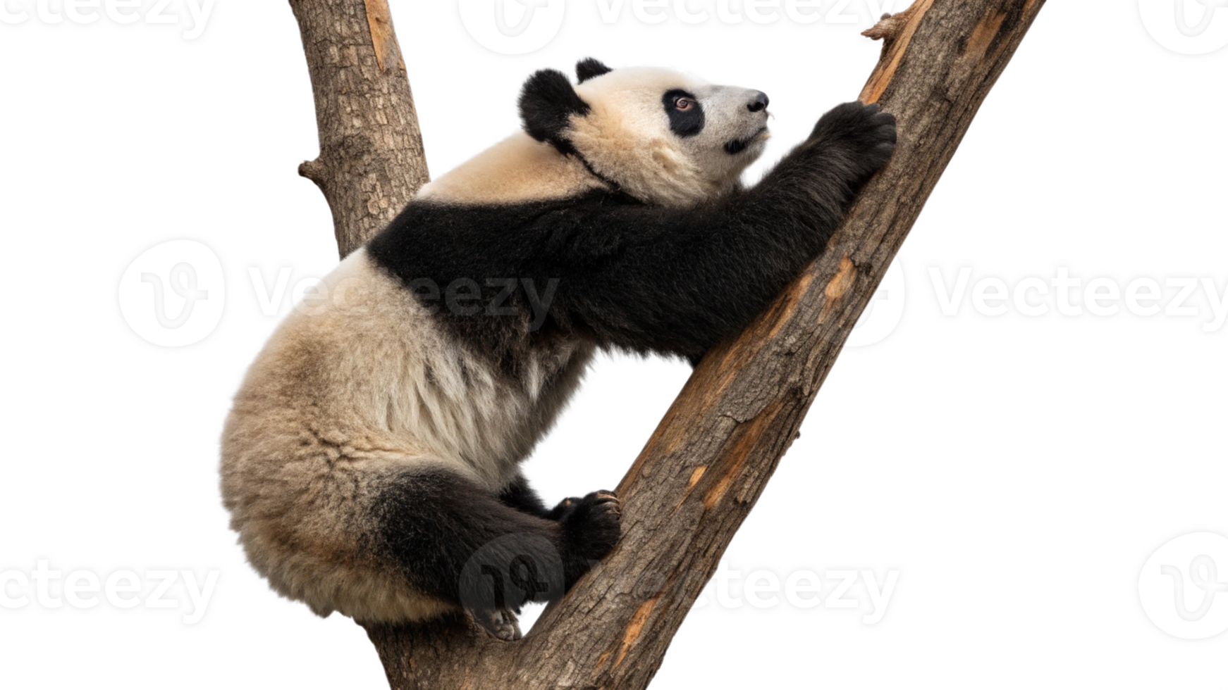A panda bear climbing up a tree png