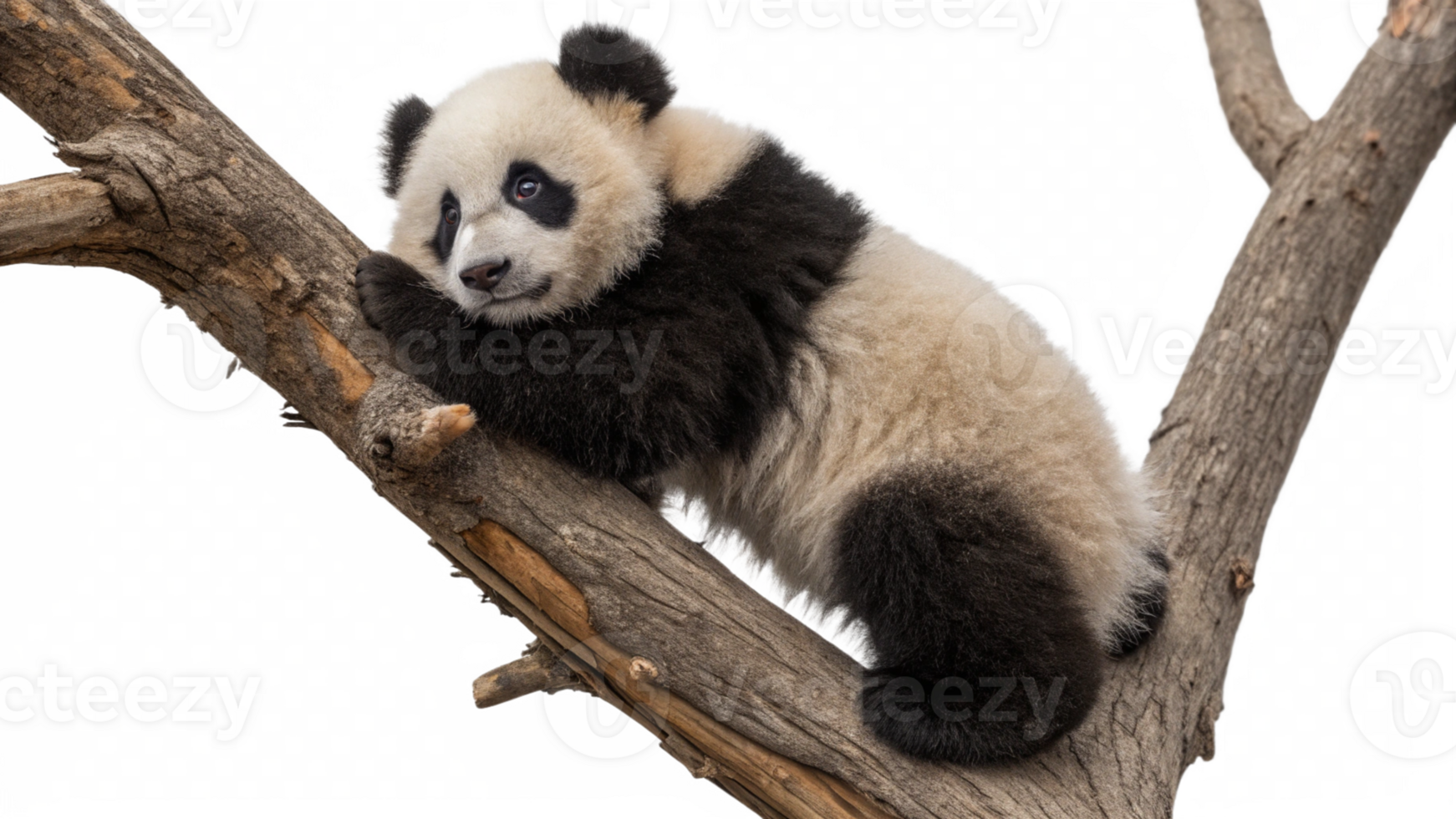 A panda bear sitting on a tree branch png