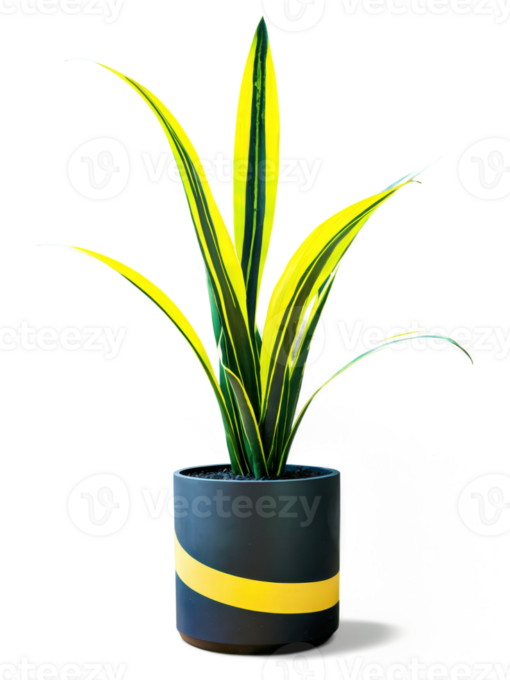 Snake Plant in tall matte black geometric planter, striking vertical leaves with vivid green-yellow stripes, isolated, in motion with soft png