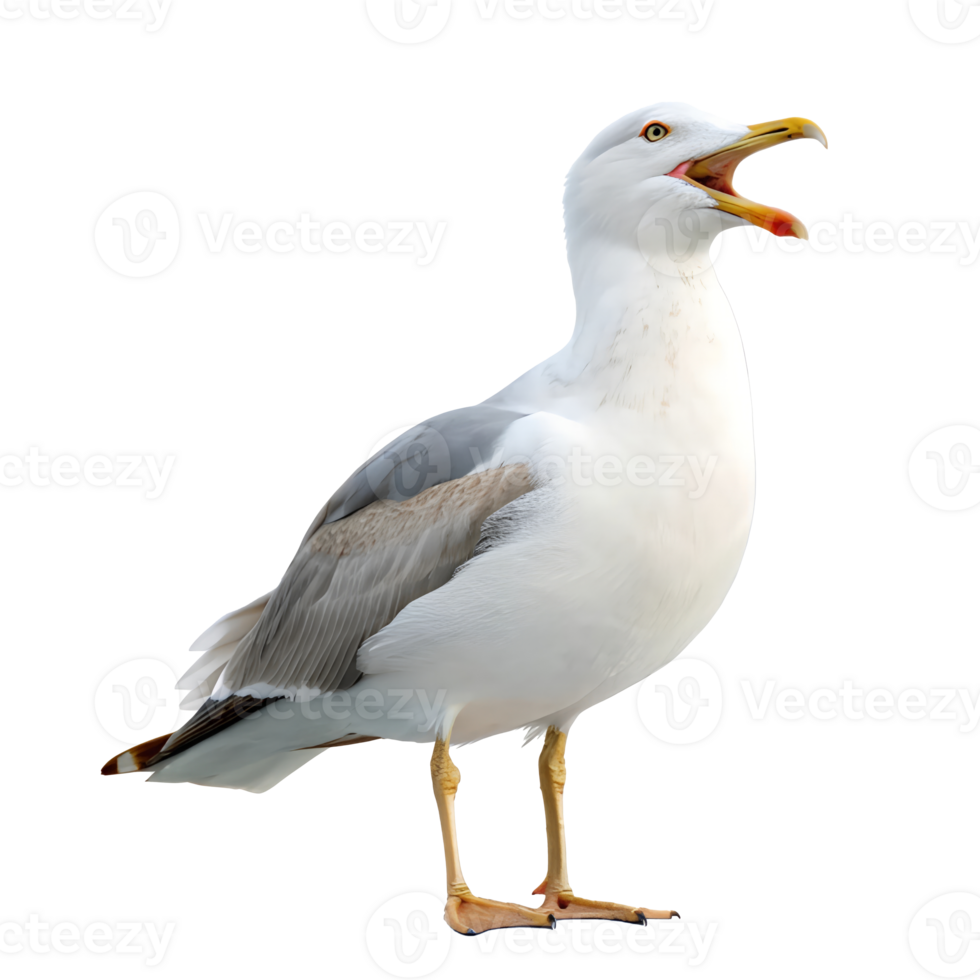 A white seagull with its beak open on a transparent background png