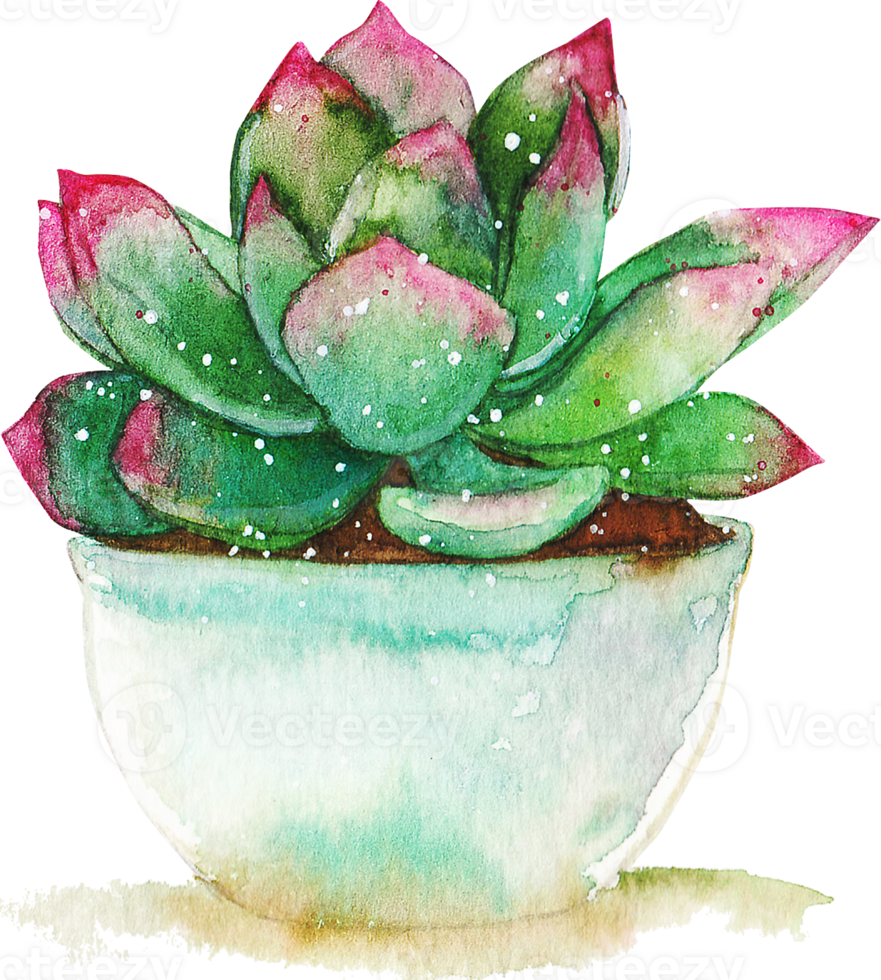 Watercolor succulent illustration hand drawn clipart png