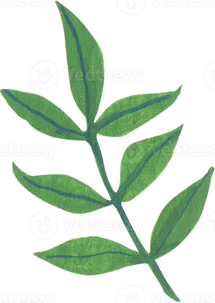 Watercolor Illustration of a Green Leafy Branch with Delicate Details png
