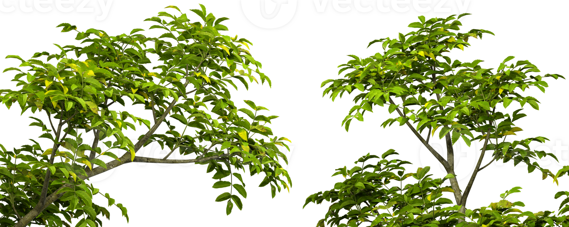 Greenery realistic tree branches cut-out transparent backgrounds 3d render png