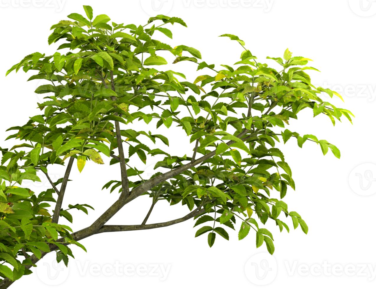 Isolated rainforest greenery tree branches leaves on transparent backgrounds 3d illustrations png