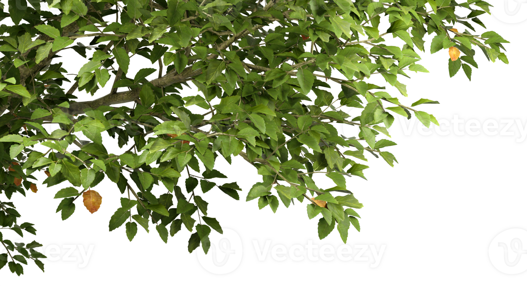 Greenery tropics tree branches cut out transparent backgrounds 3d illustrations png