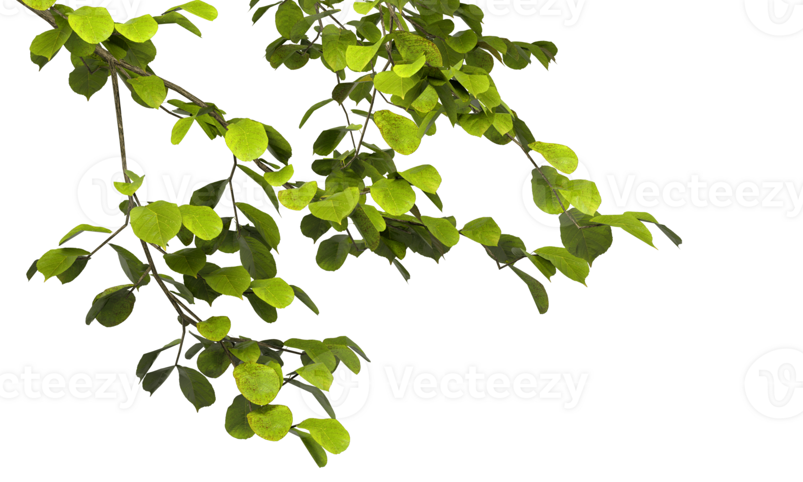 Cutout greenery tree branches leaves front on transparent backgrounds 3d rendering png