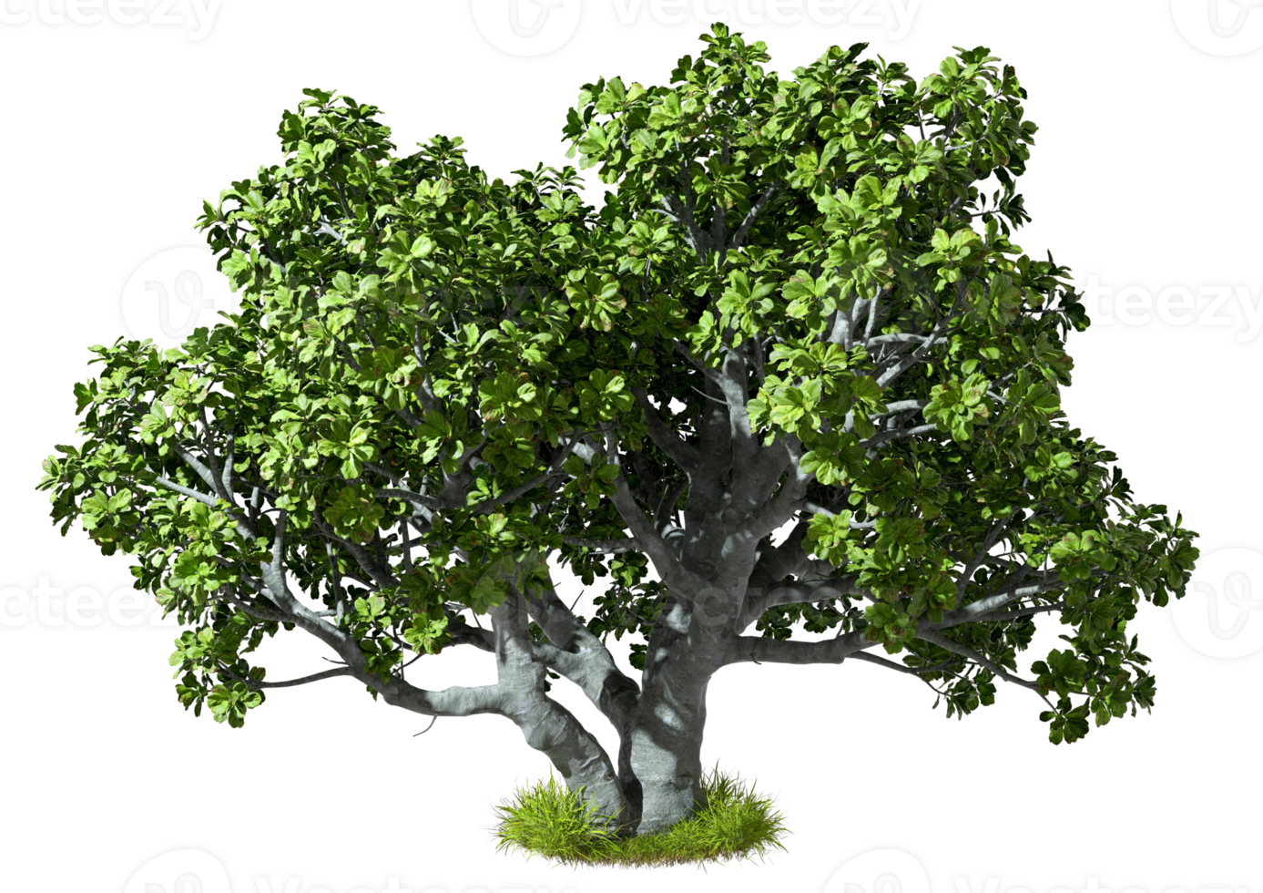 Realistic tree growth standing on green grass transparent backgrounds 3d rendering png