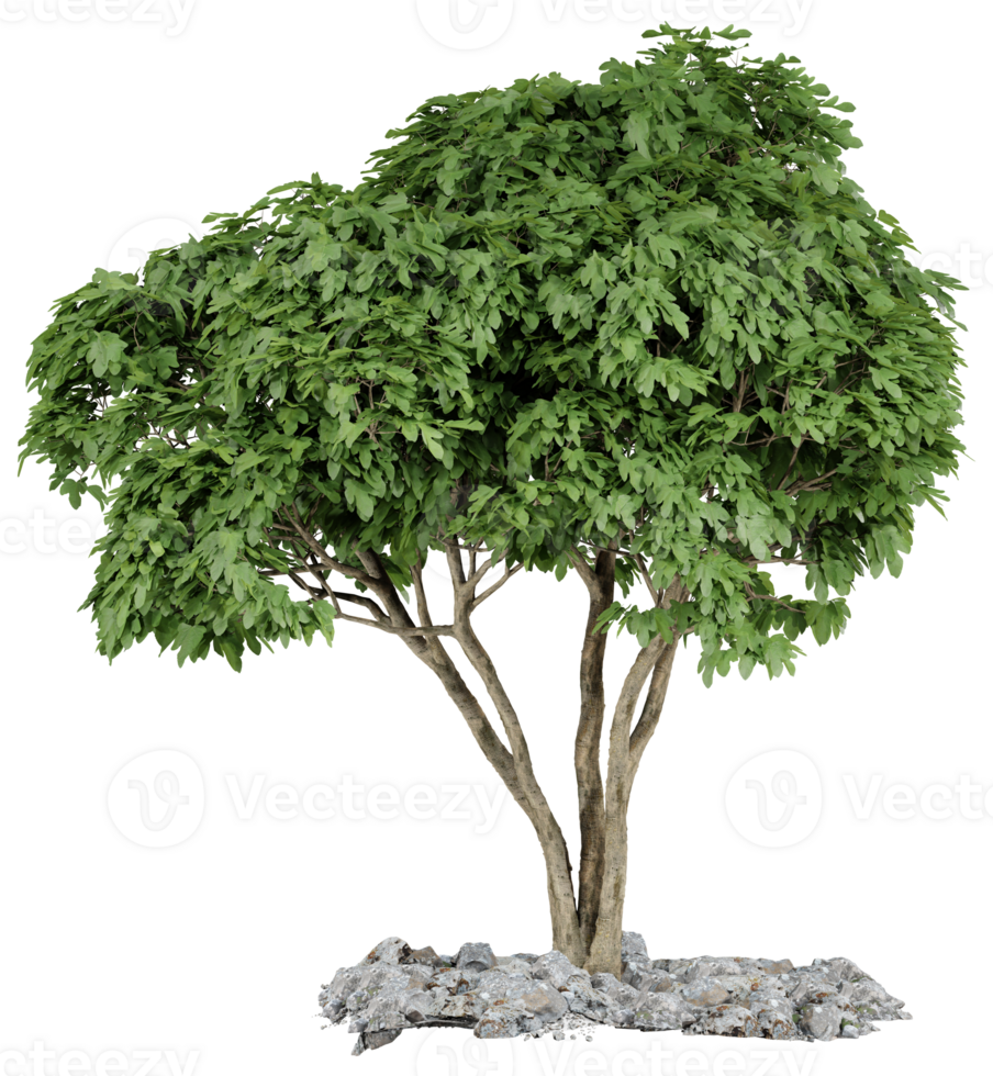 Isolated 3D Render of a Lush Green Tree on Rocks png