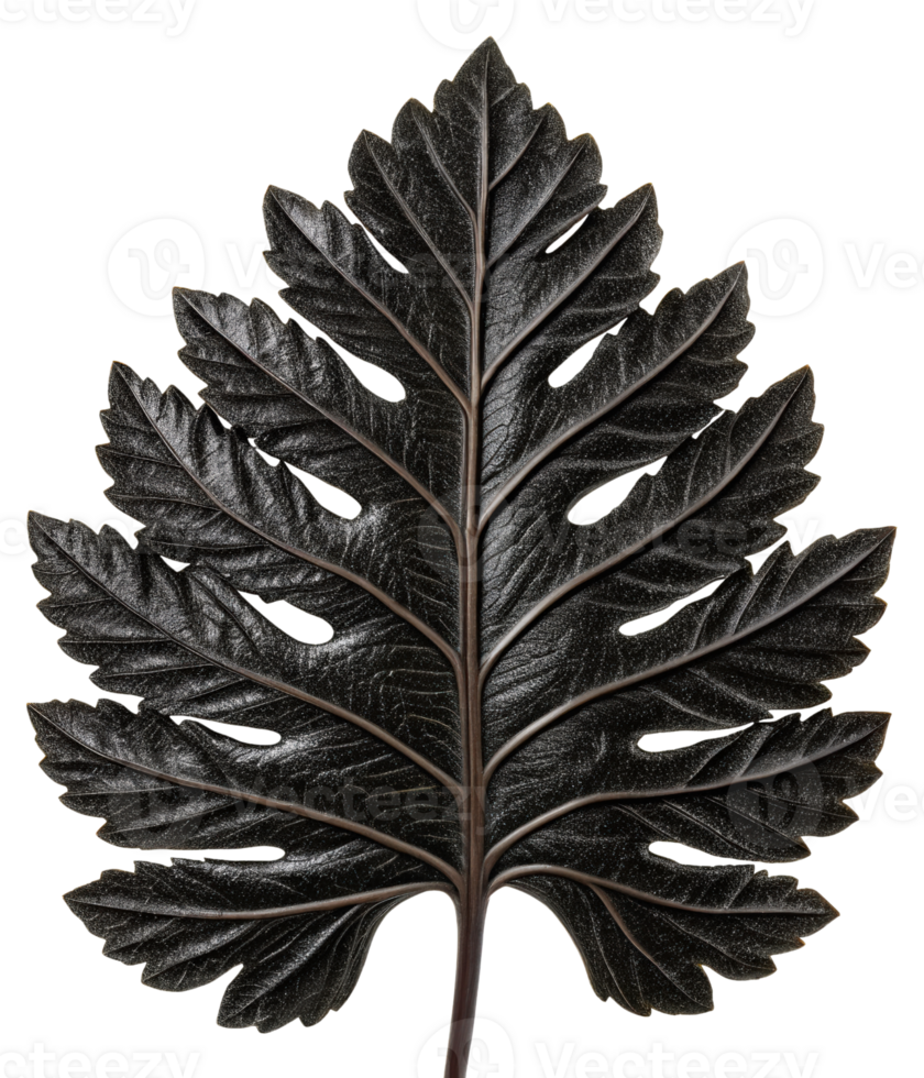 Large tropical leaf on a transparent background png