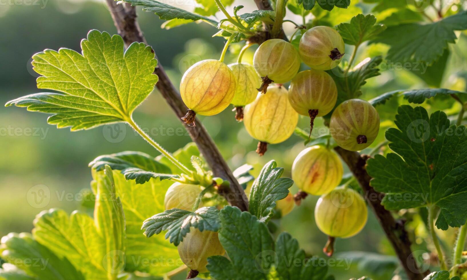 Pearls of nature. secrets of gooseberry and its role in the diet of centenarians photo