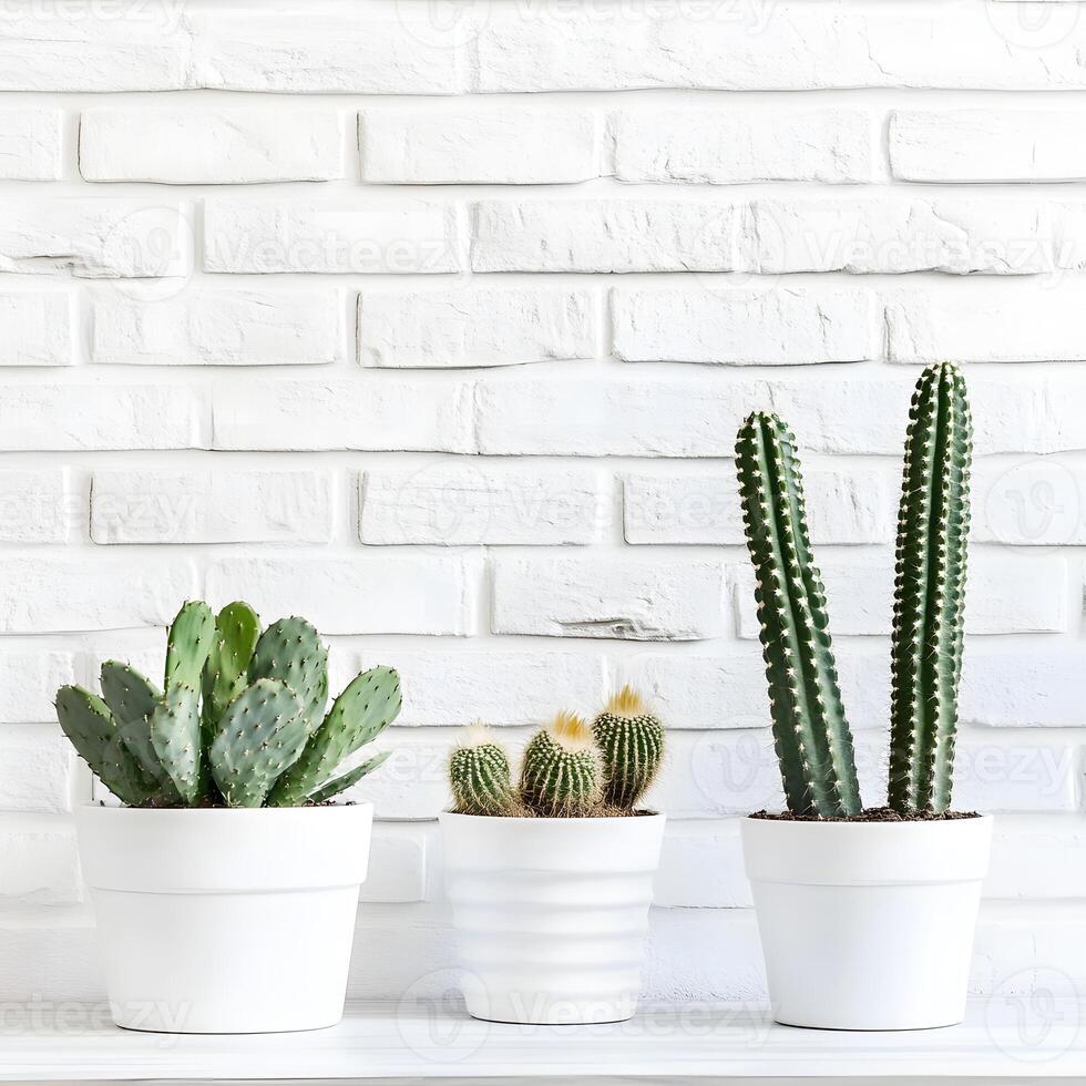 Plants of Cactus and succulents in a pot on a white brick wall. Succulents in pots with copy space. photo