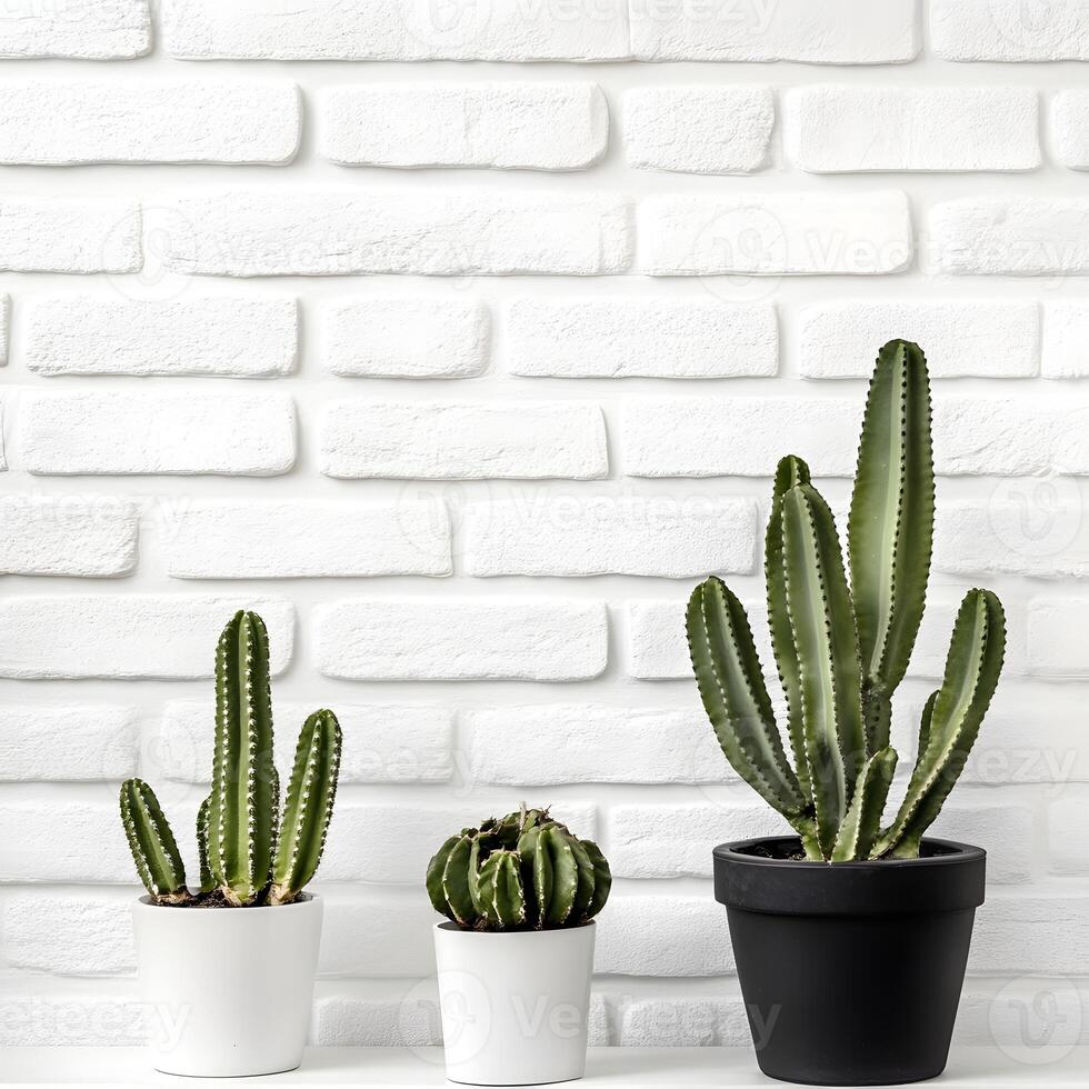 Cactus and succulents in a pot on a white brick wall. Succulents in pots with copy space. Plants in pots. photo