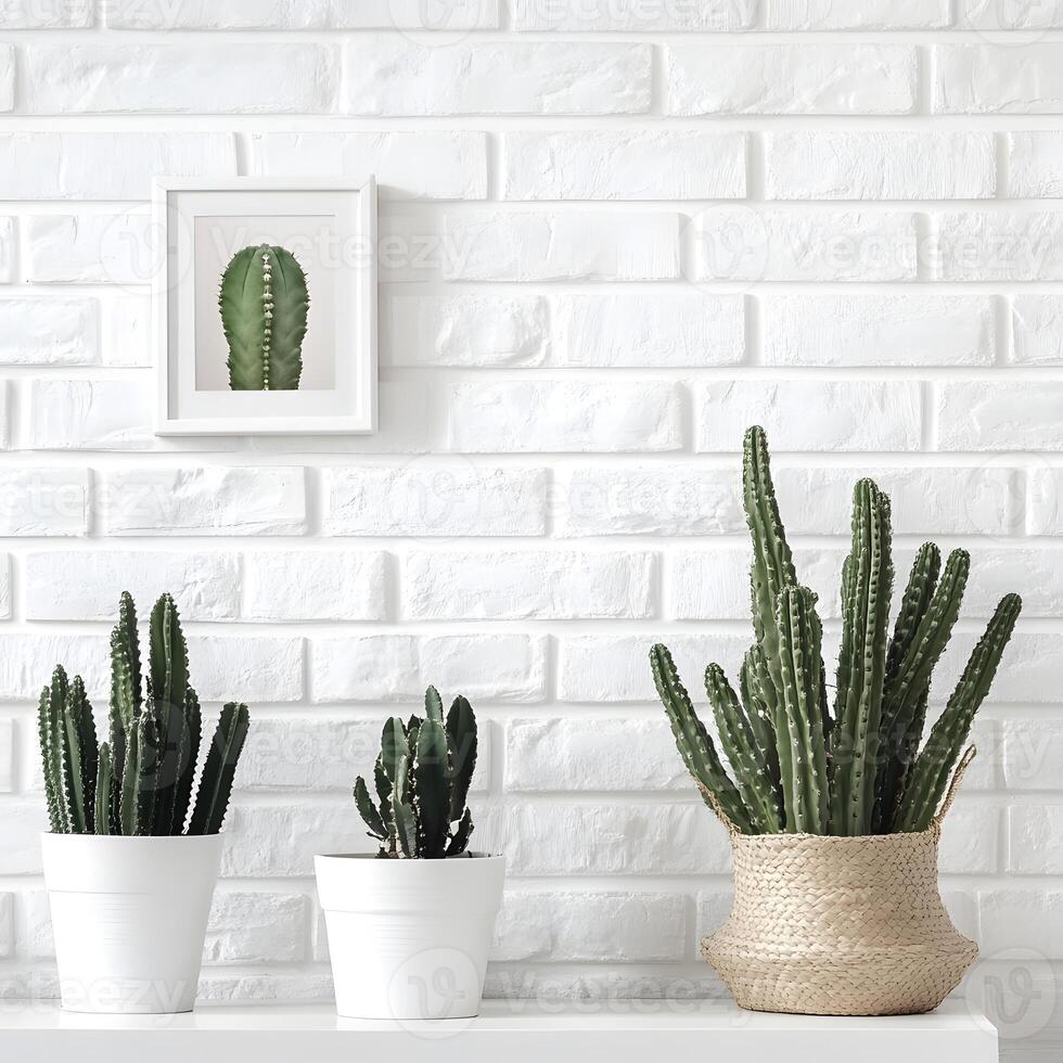 three plants of Cactus and succulents in a pot on a white brick wall. Succulents in pots with copy space. photo