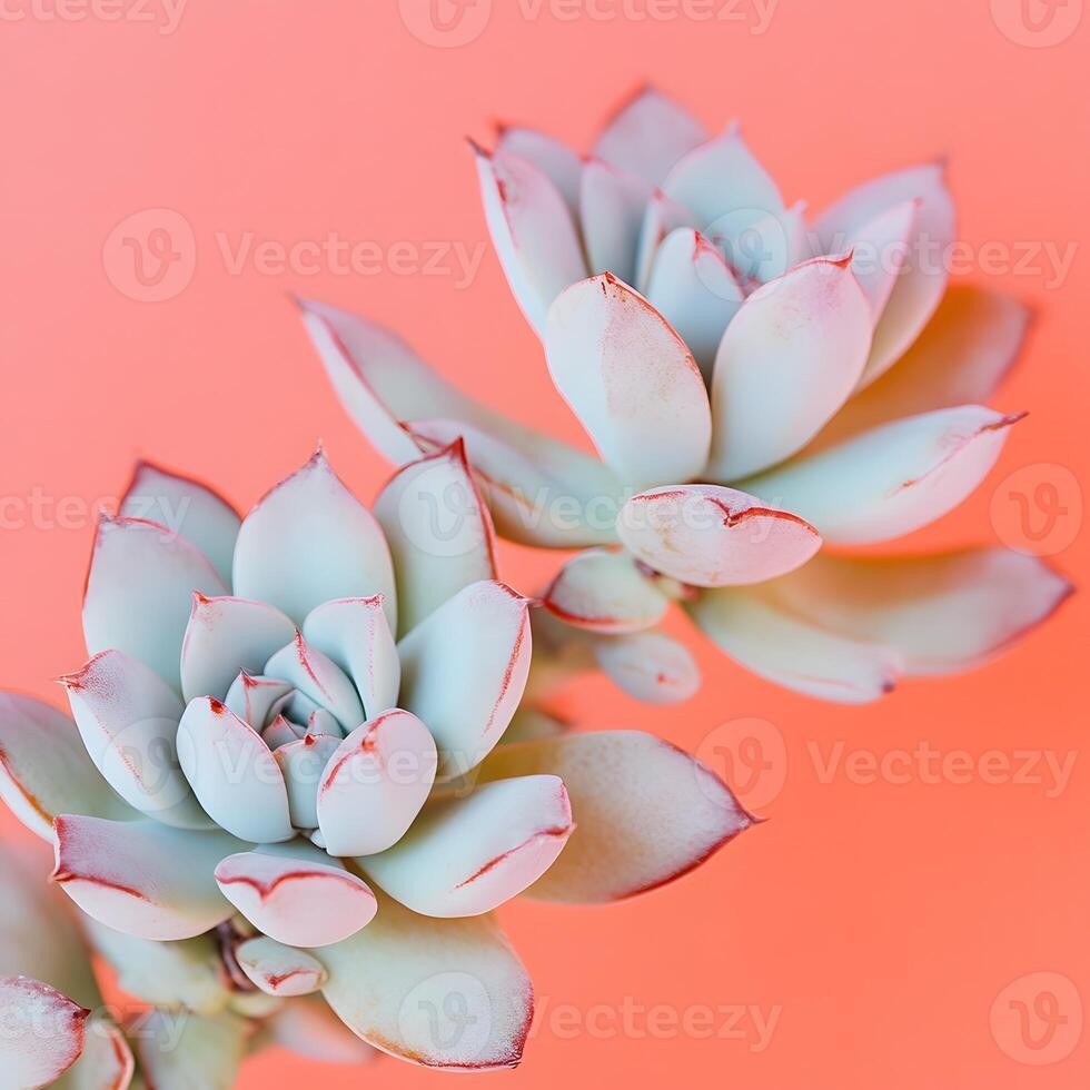 two Succulent plants on a pink background. Minimal style. Macro close up, selective focus. photo