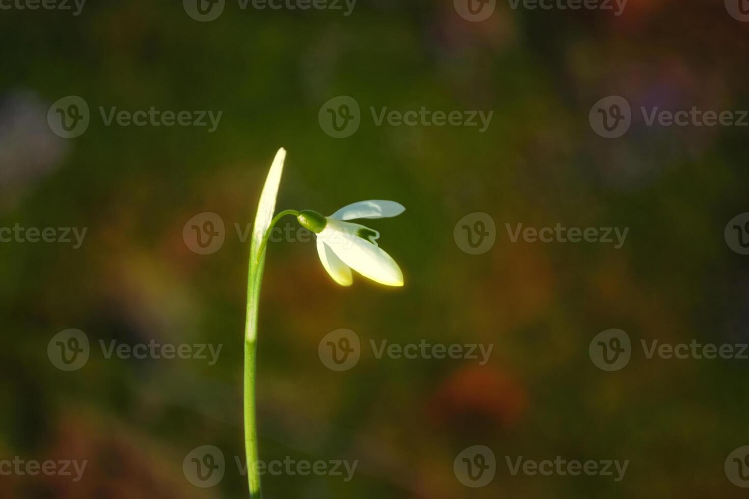 Beauty in nature. The first spring flowers snowdrops. photo