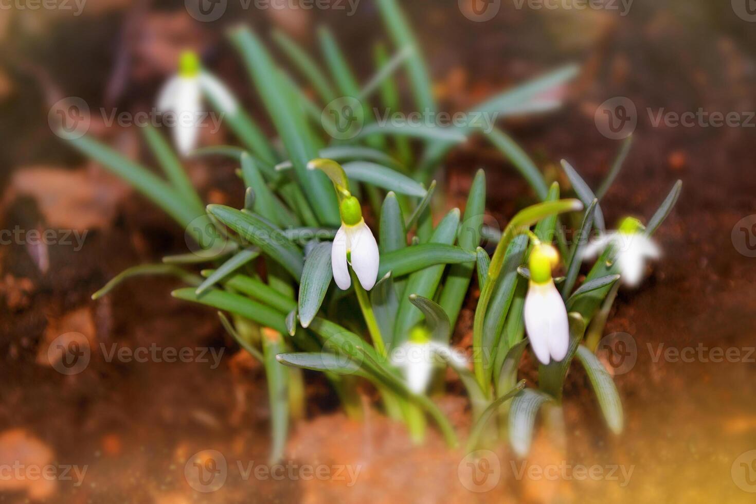 White flowers snowdrops in the spring forest among autumn leaves. photo