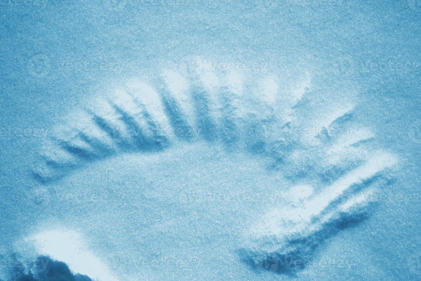 Bird wing mark on snow. Crow was cleaning its wings. Natural texture. Nature. Winter. photo