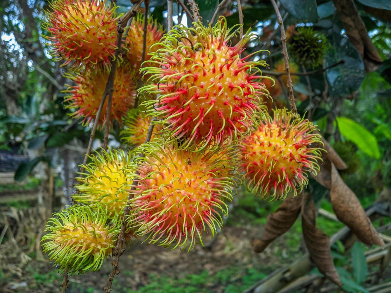 Rambutan fruit on the tree and this fruit has many benefit photo