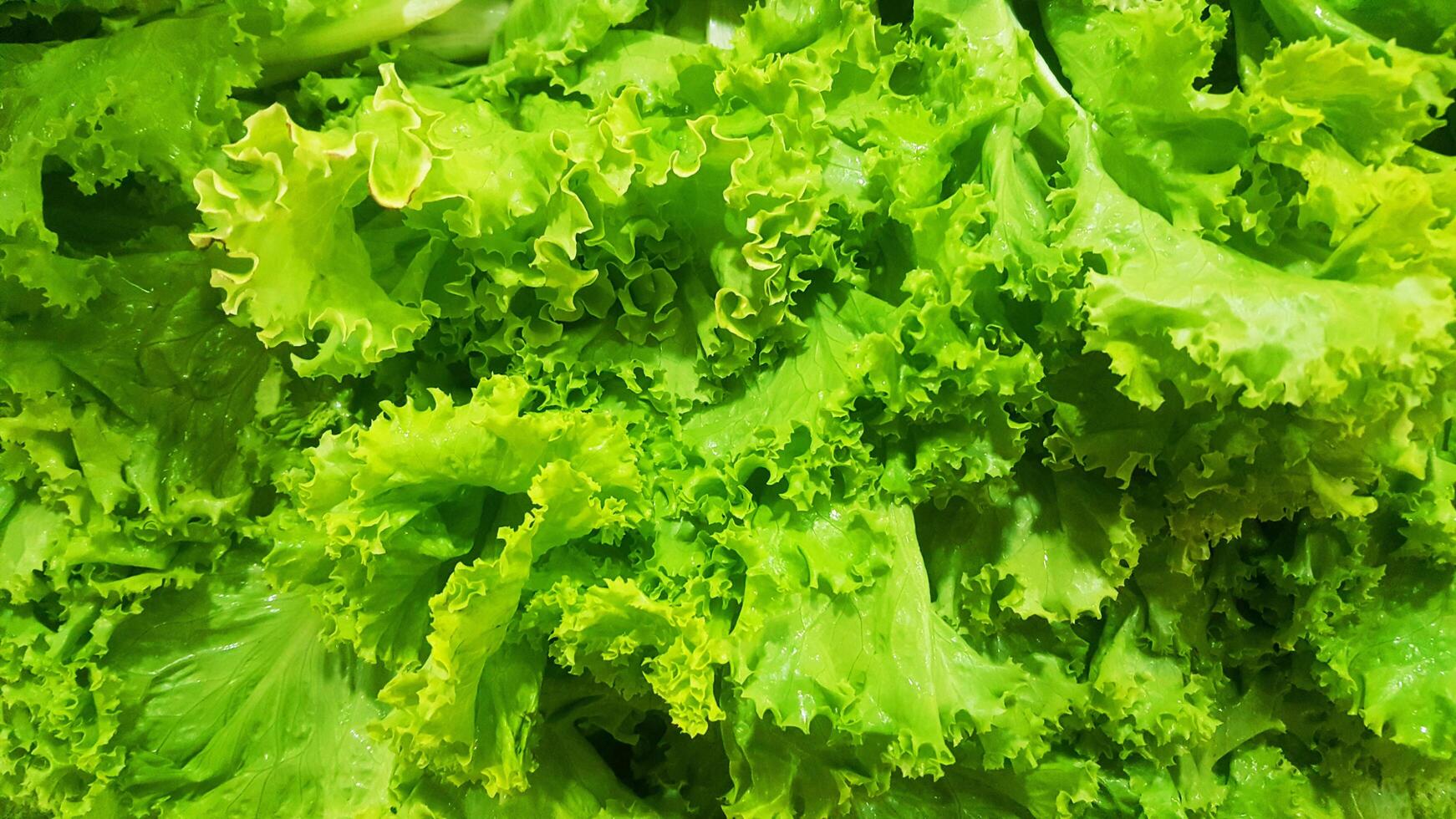 Green salad leaves background, fresh vegetable, Healthy food. photo