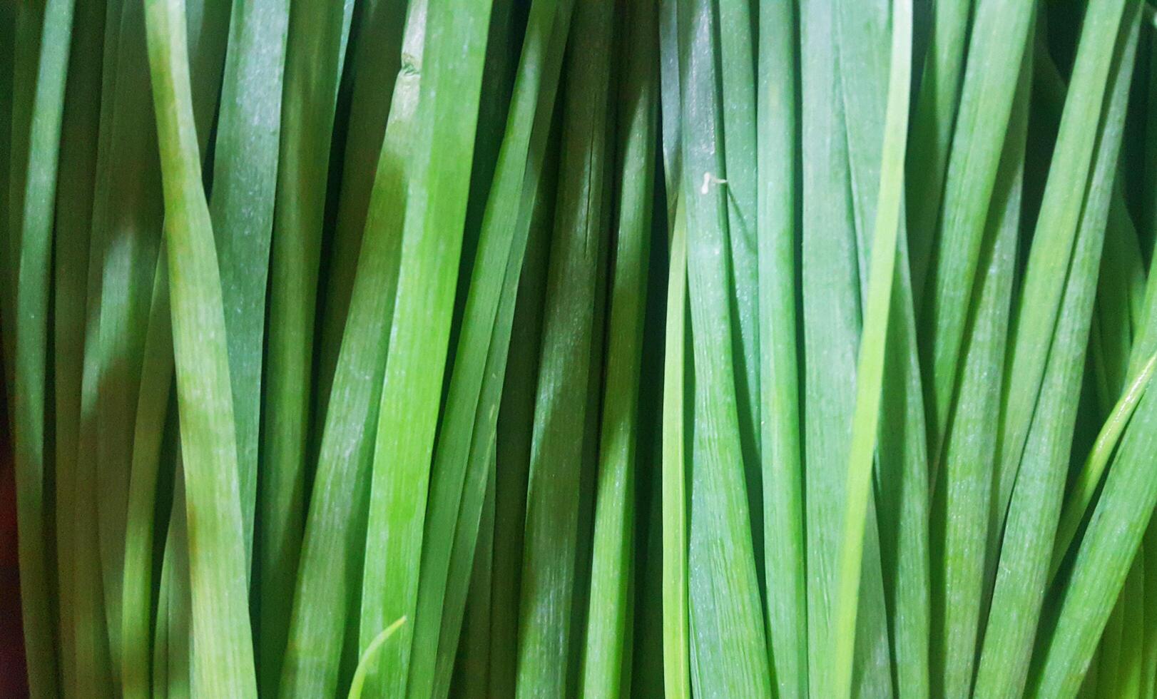 Fresh Green onion background, Healthy food. photo