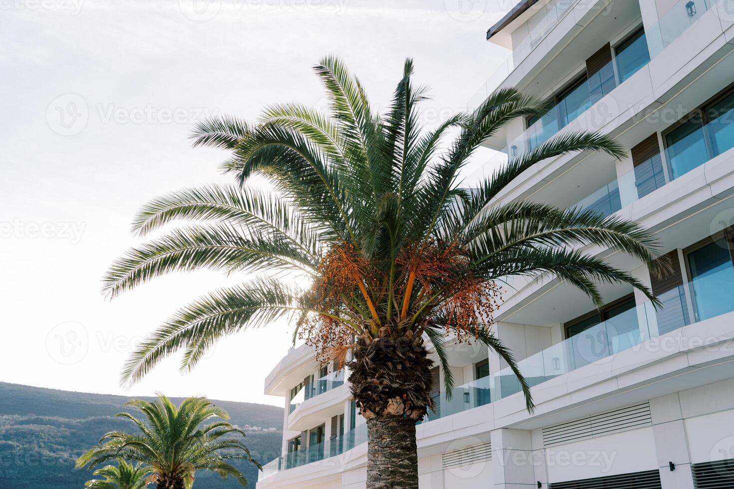 Yellow dates ripen on a date palm near a multi-storey building at the foot of the mountains photo
