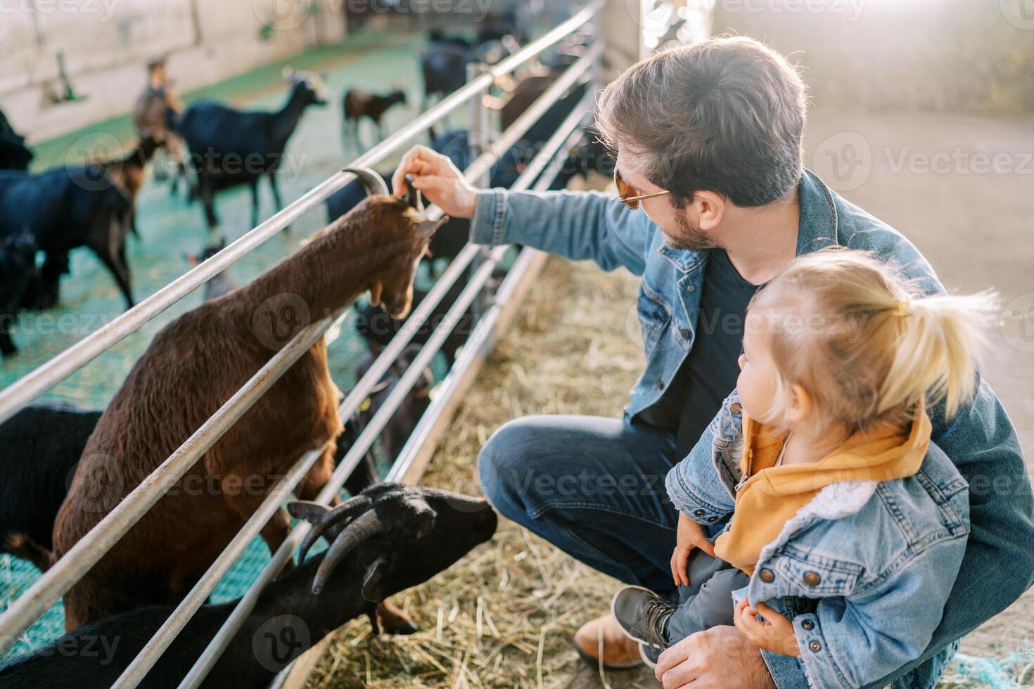 Dad squatting with his little daughter on his knees near the fence at the farm and petting the goat photo