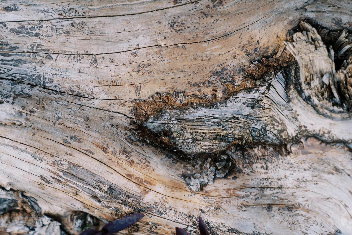 Structure of wood without bark with cracks on the surface photo