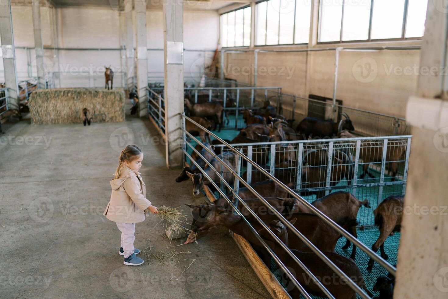 Little girl feeds hay to goats while standing near the fence of the pen. Side view photo