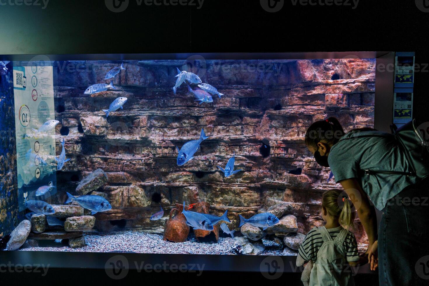 Mother and a little girl are looking at silver fish swimming in a large aquarium. Back view photo
