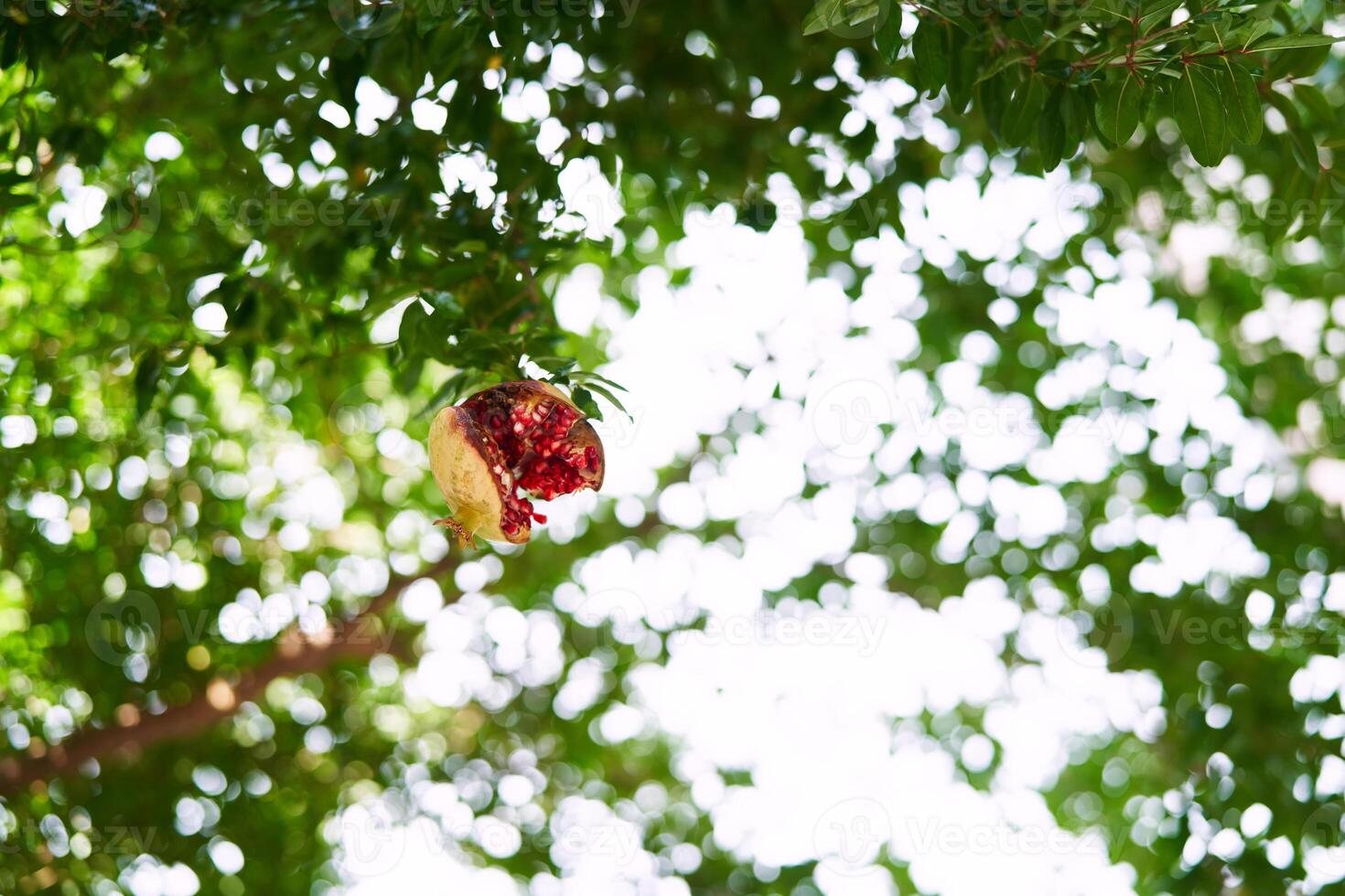 Overripe burst pomegranate hangs from a green tree branch in the garden photo