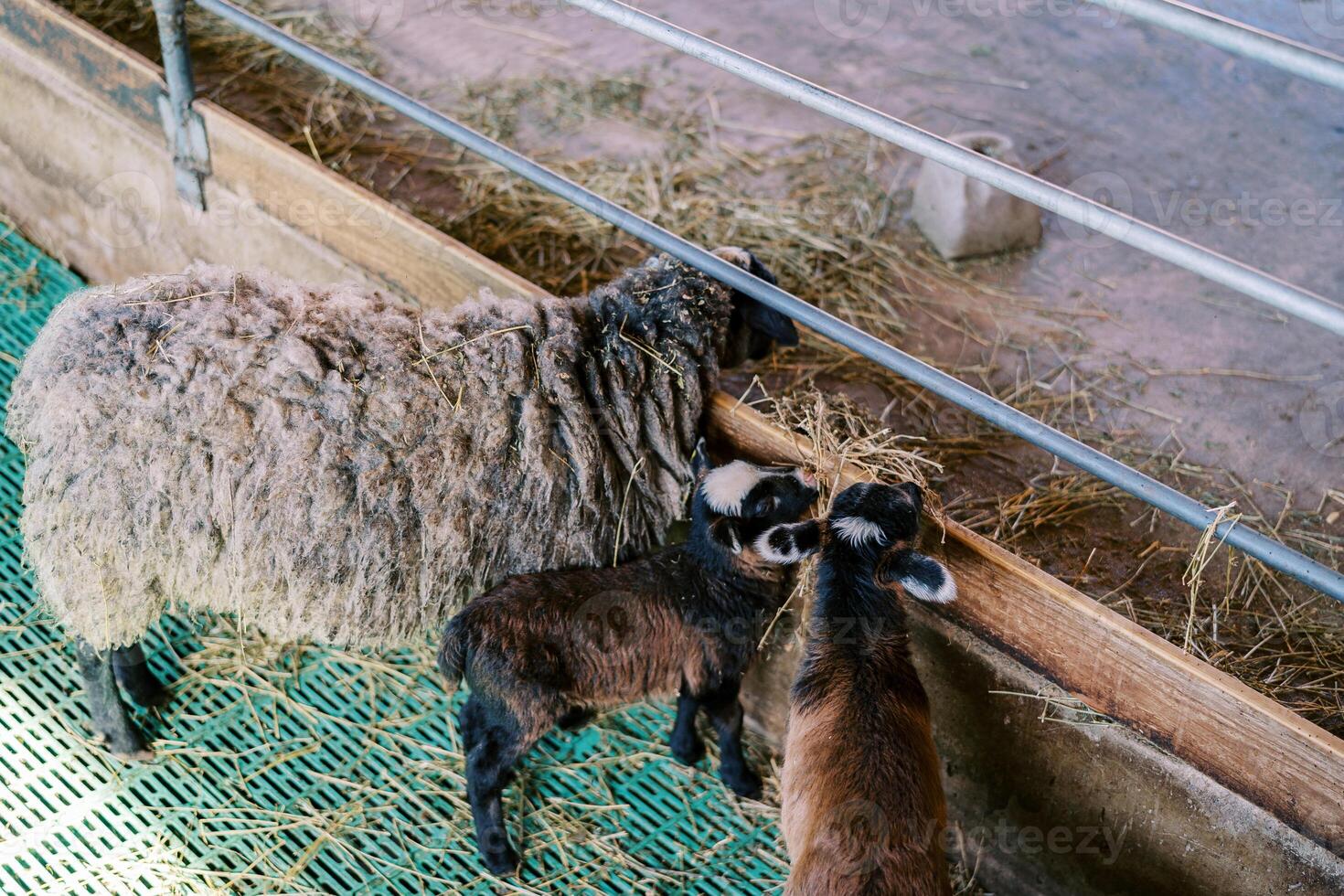 Brown lambs with mother sheep eating hay as they lean out from behind a fence in a paddock on a farm photo