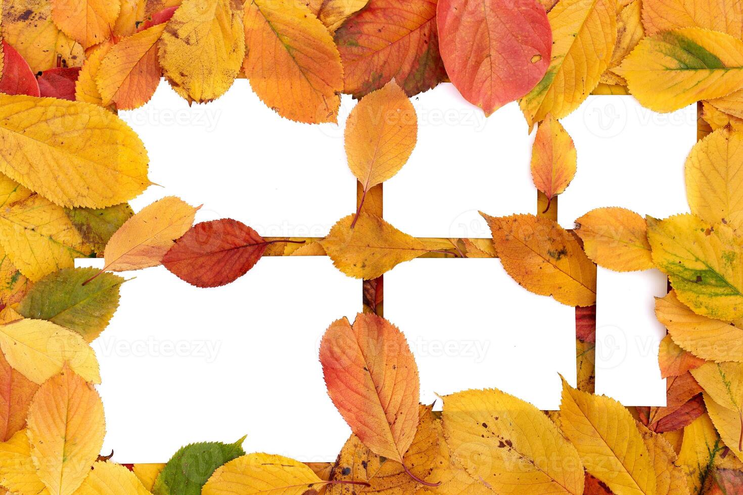White blank frames slightly covered with leaves lie on autumn foliage photo