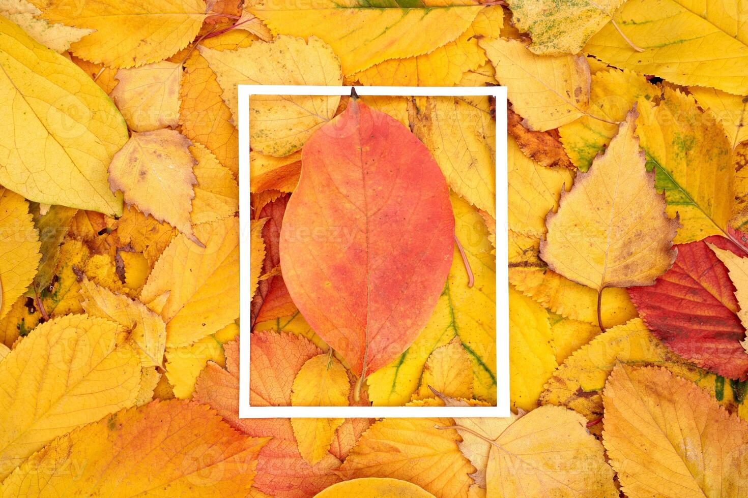 Red leaf lies in the center of a thin vertical white frame against the background of fallen leaves photo