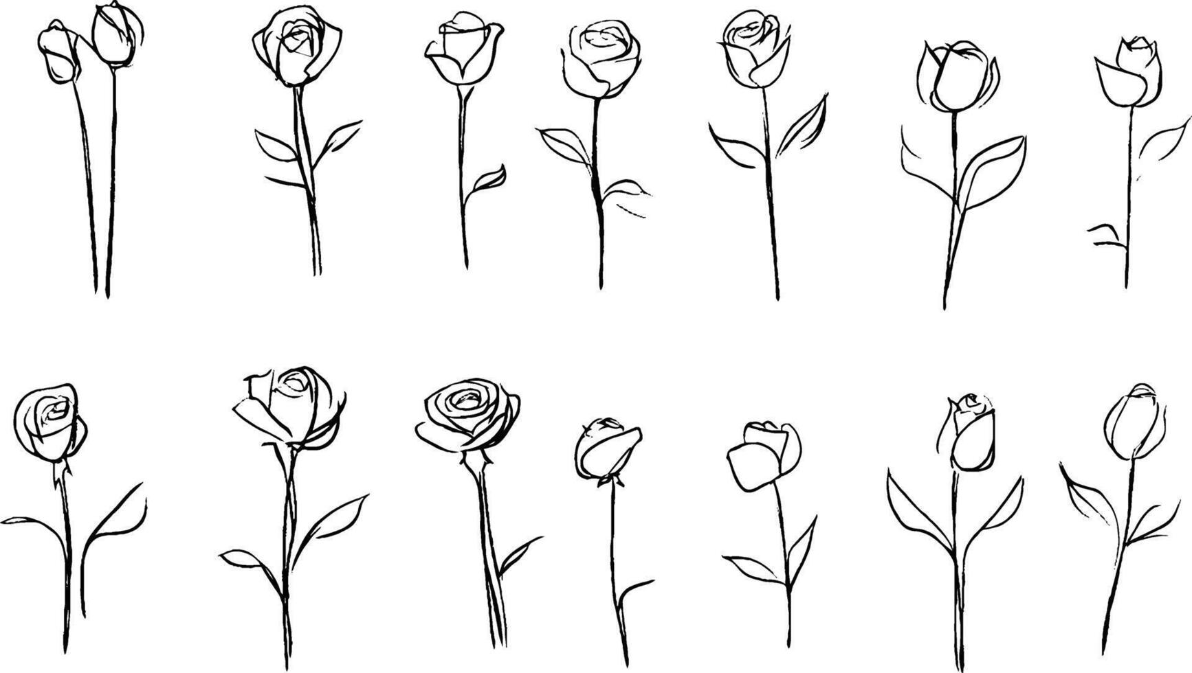 A collection of hand-drawn sketches of roses in various stages of bloom, showcasing different angles and perspectives. The illustrations are simple and elegant, emphasizing the beauty of the flowers. vector