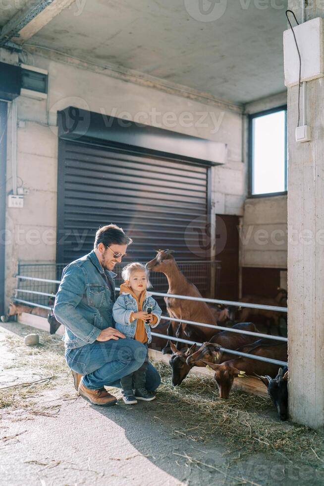 Goat stands leaning on the fence of the paddock and sniffs the hair of a little girl standing next to dad photo