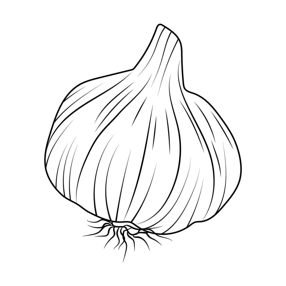 A hand-drawn illustration of garlic. Icon, garlic logo in line art style. Vegetable sketch. vector
