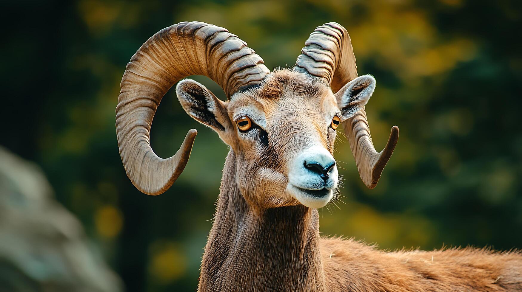 Majestic ram portrait with impressive curved horns A regal mountain animal captured in its natural environment photo