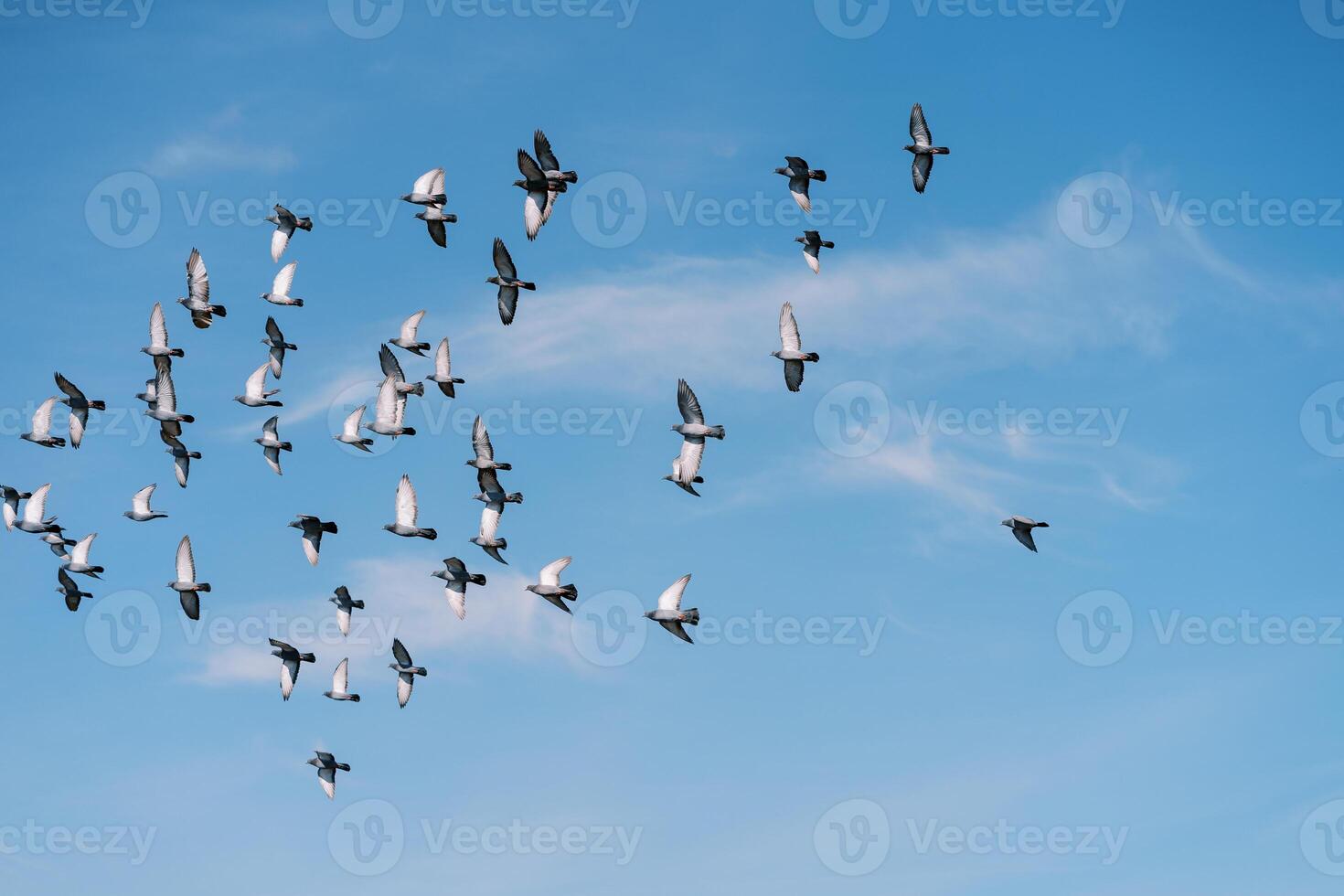 Flock of birds circles in the sunny blue sky photo