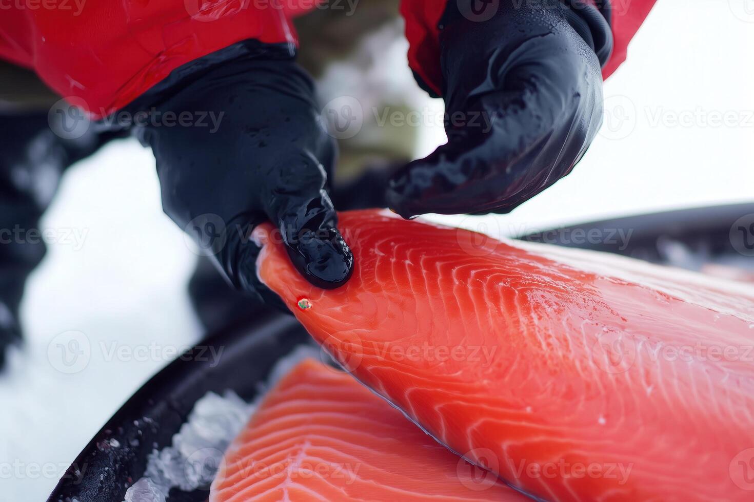 A close up shows a chef inspecting fresh salmon fillets to ensure top quality and freshness. photo