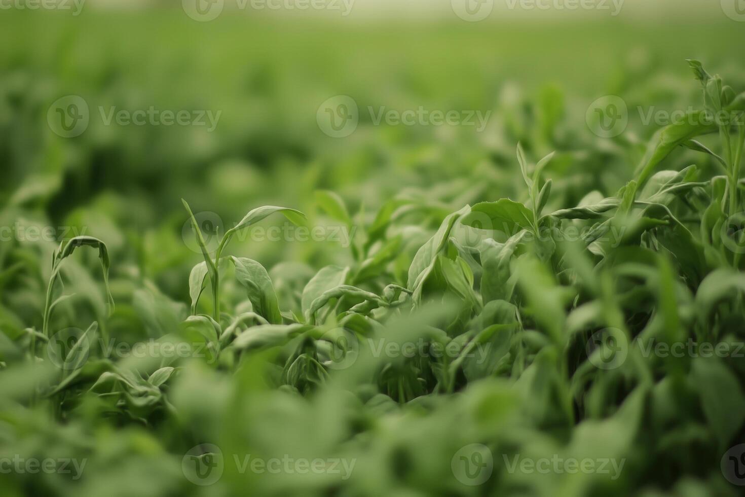 A close-up of a flourishing green crop showcases the vibrant leaves and fresh, healthy growth in nature. photo