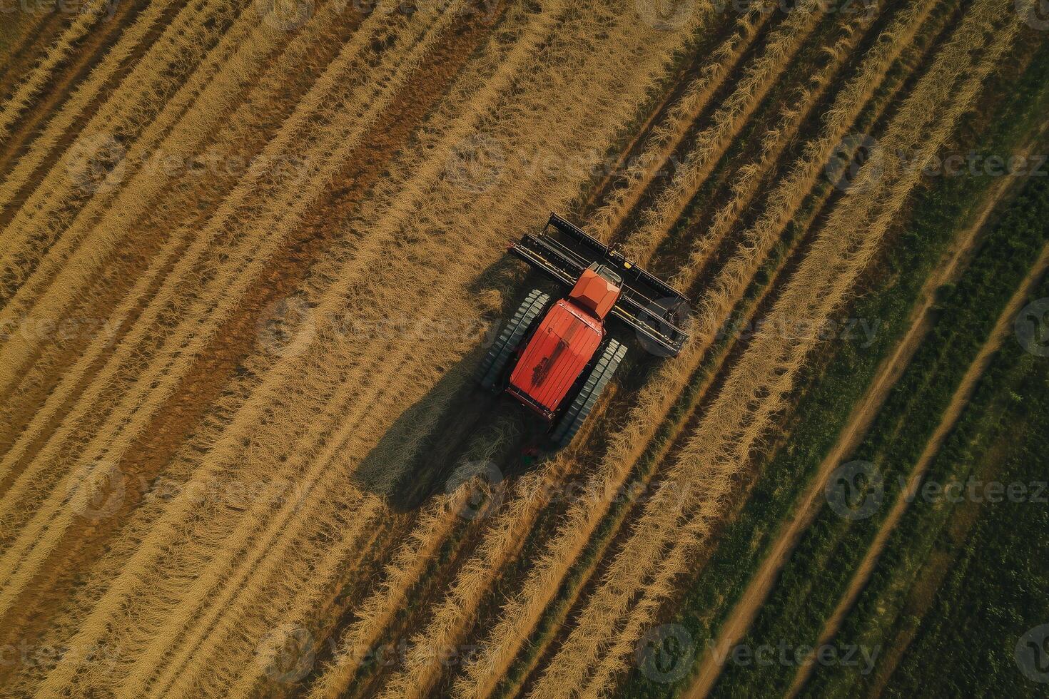 An orange tractor harvests a golden wheat field from above, creating beautiful rows of cut grain. photo