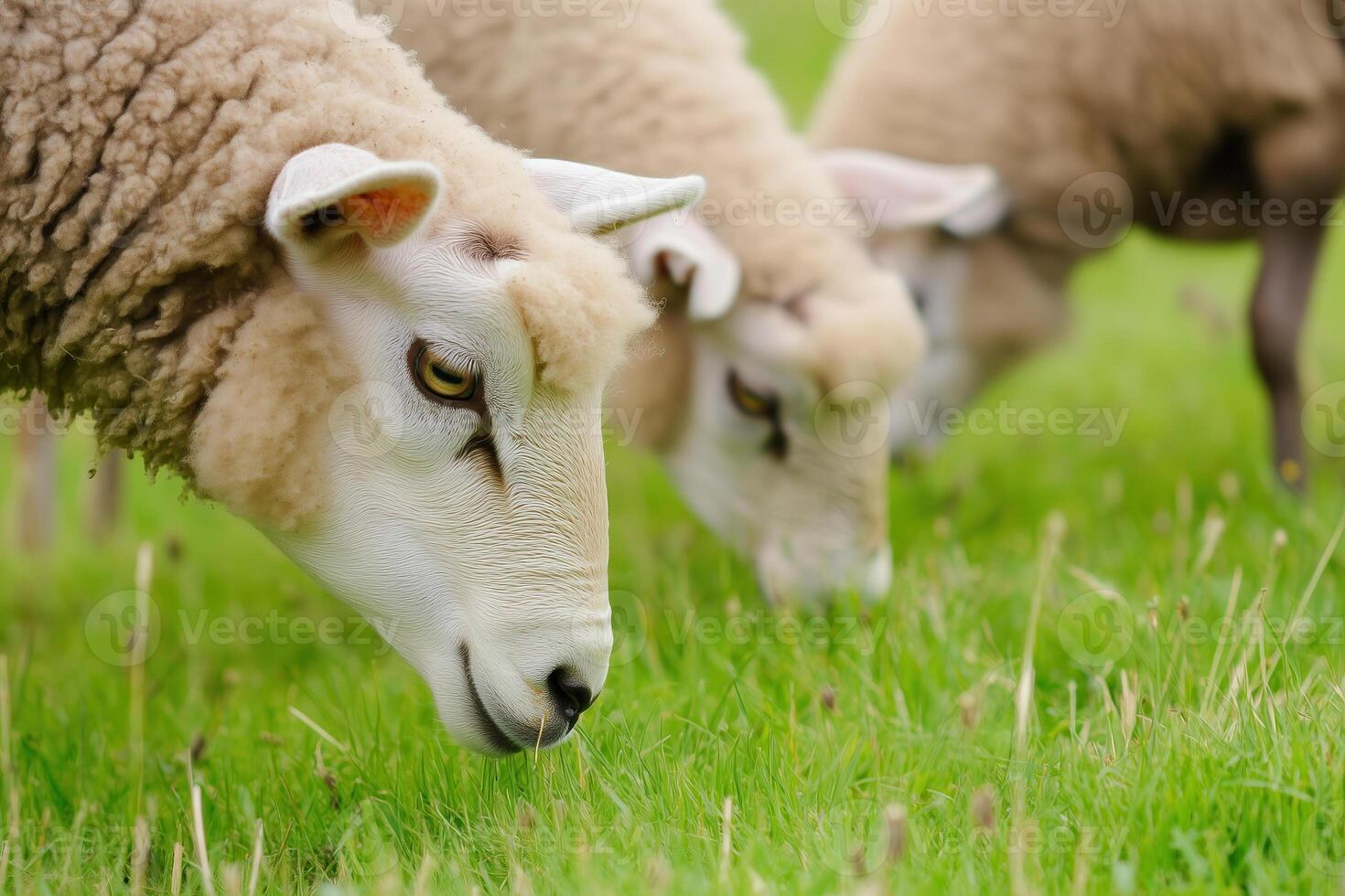 A close-up of a group of sheep peacefully grazing in a vibrant green pasture on a sunny day. photo
