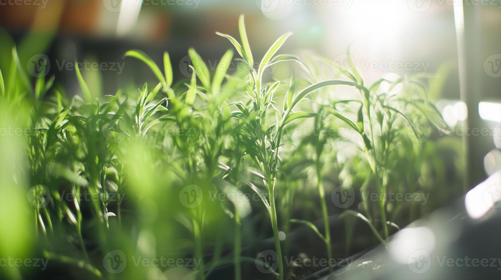 Sunlight streams over a bed of tender seedlings, symbolizing new beginnings and growth. photo
